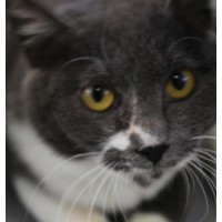 Life Investigation Agency -