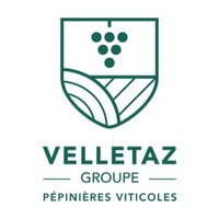Grapevine nursery Velletaz Groupe