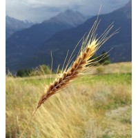 Orto BIO s.s. Agricola