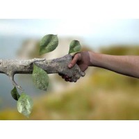 Alianza Cero Deforestación