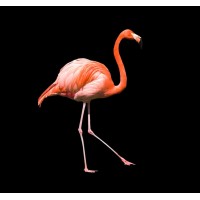 HAPPY FLAMINGOS studio