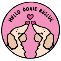 Hello Doxie Rescue Society