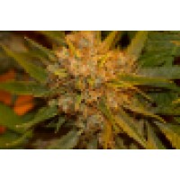 High Country Caregiver