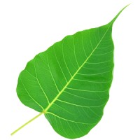 Insight Meditation Center