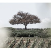 Viña Casas del Bosque