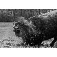 Buffalo Farm Twente